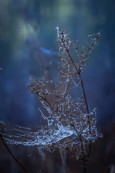 Vattendroppar Spindelnät Skogen — Stockfoto