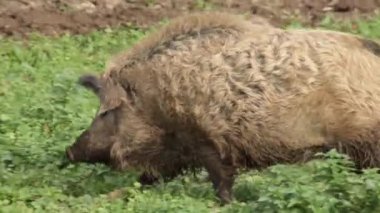 Bir domuzun etrafını sarın.