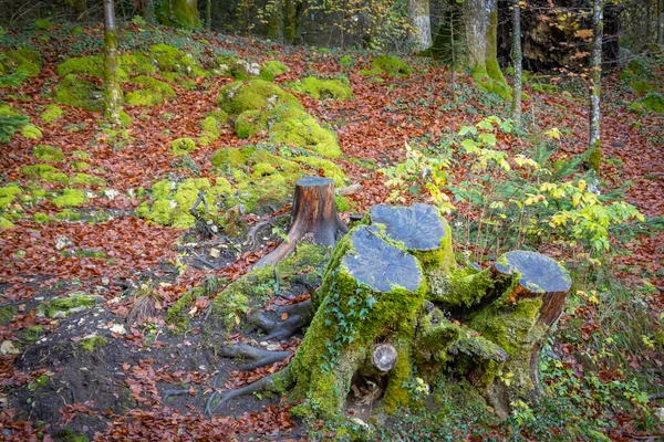Baumstumpf Wald Schließen — Stockfoto