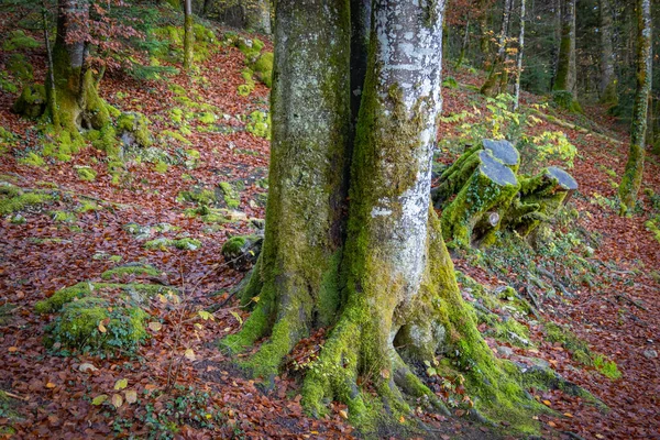 Nahaufnahme Von Baumstamm Wald — Stockfoto