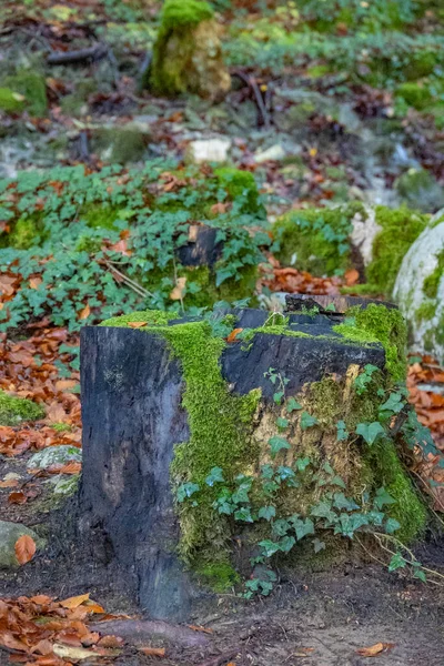 Baumstumpf Wald Schließen — Stockfoto