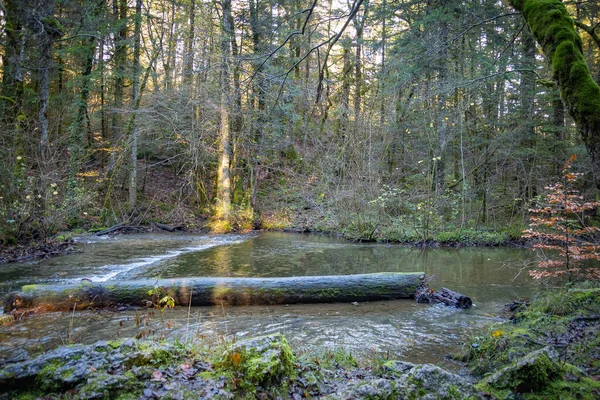 Blick Auf Einen Fluss Der Einem Jurawald Fließt — Stockfoto