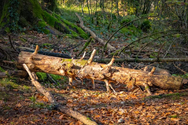 Baumstamm Liegt Wald Auf Dem Boden — Stockfoto