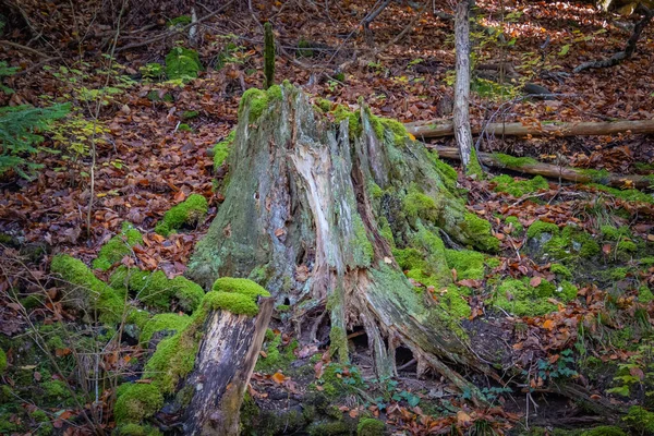Fechar Toco Árvore Uma Floresta — Fotografia de Stock