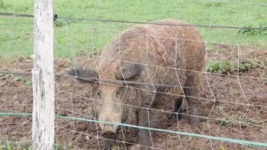 Bir domuzun etrafını sarın.