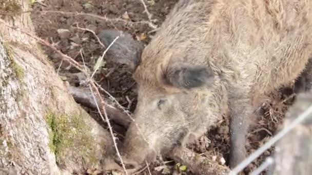 Pig Its Enclosure Eats — Stock Video
