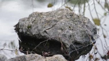 Nehirdeki bir taşa yaklaş