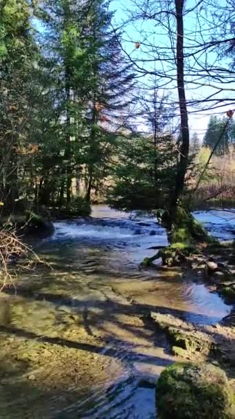 Pohled Řeku Tekoucí Džurovém Lese — Stock video
