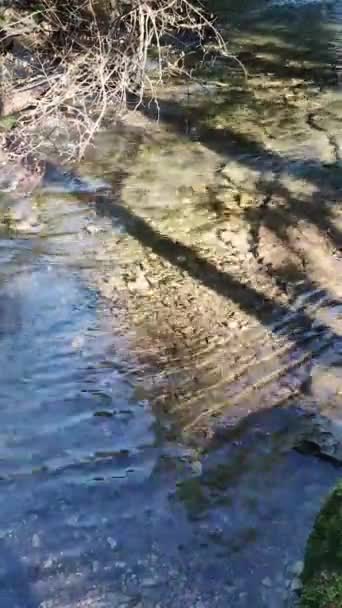森の中を流れる川の眺め — ストック動画