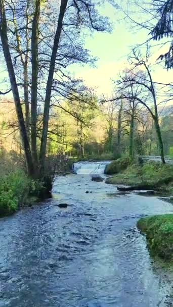 森の中を流れる川の眺め — ストック動画