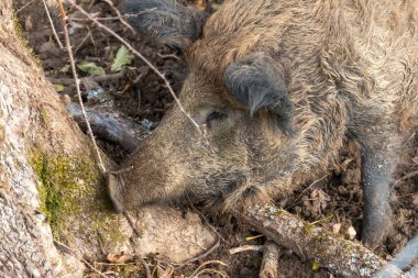 Bir domuzun etrafını sarın.