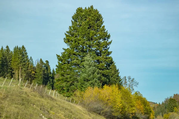 Vista Una Foresta Montana — Foto Stock