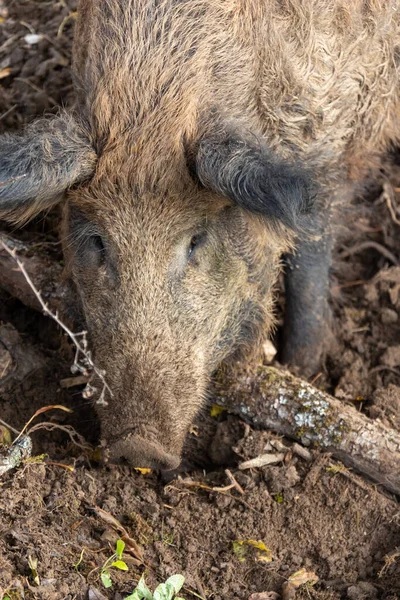 Close Pig Its Enclosure — Stock Photo, Image