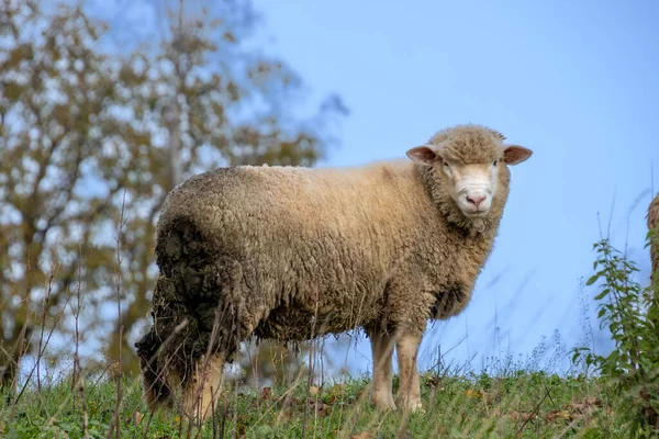 Close Sheep Pasture — Stock Photo, Image