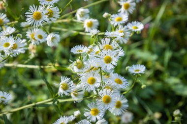 close up of daisy in a field