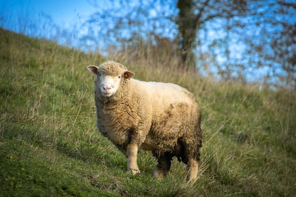 Gros Plan Des Moutons Dans Les Pâturages — Photo