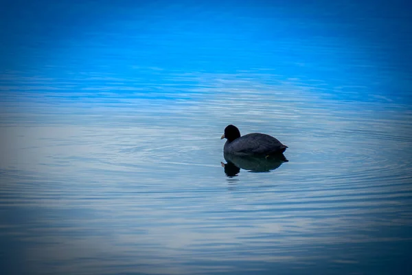 Eine Henne Einem Teich — Stockfoto