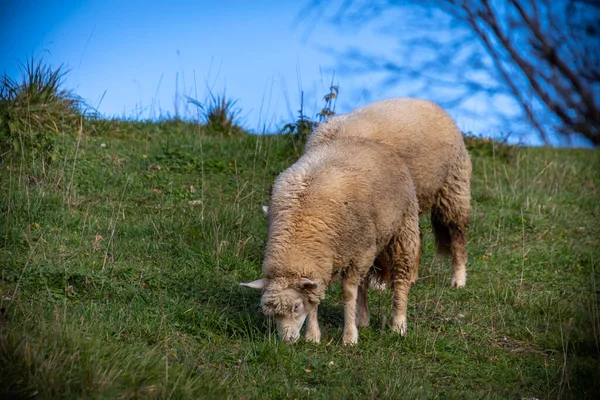 Nahaufnahme Von Schafen Auf Der Weide — Stockfoto