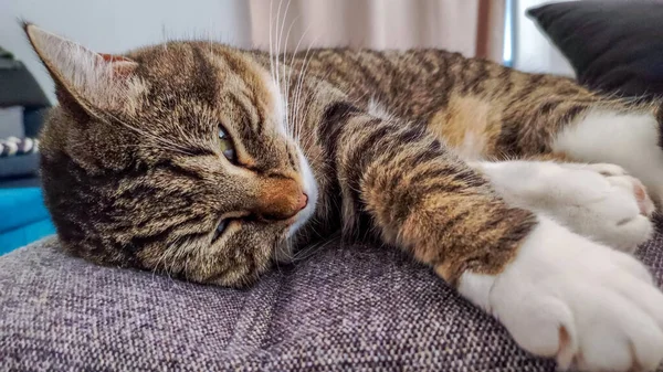 Close Sleeping Tabby Cat — Stock Photo, Image