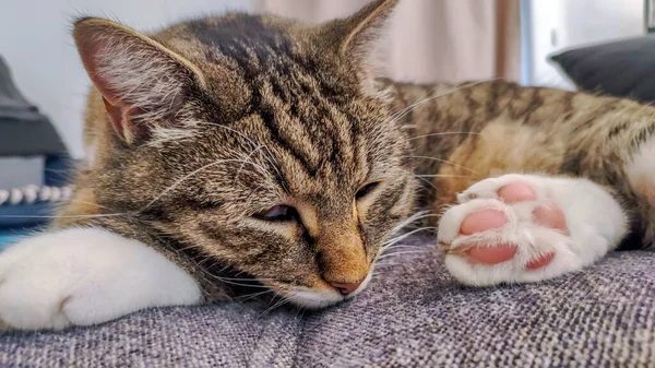 Perto Gato Dormindo Tabby — Fotografia de Stock