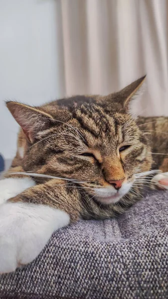 Perto Gato Dormindo Tabby — Fotografia de Stock