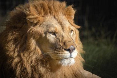 Aslan portre kadar yakın