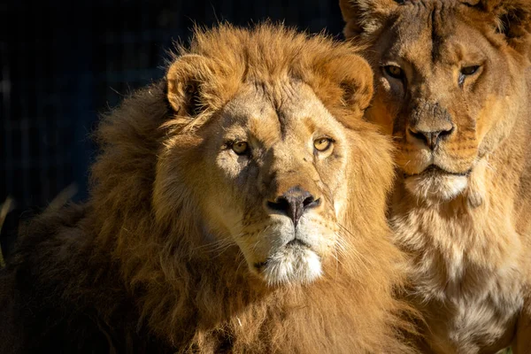ライオンとライオンのクローズアップの肖像画です — ストック写真