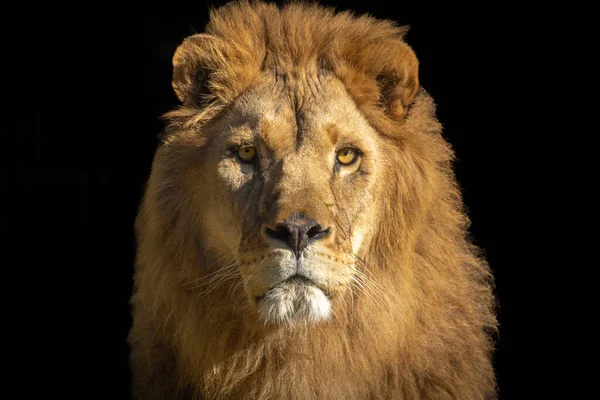 黒い背景のライオンの肖像画です — ストック写真