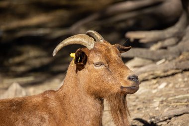 Bir keçinin portresini kapat.