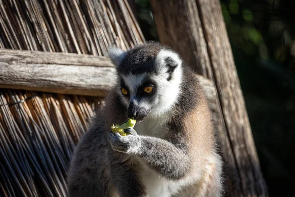 Makis Cattas Lemuri Mangiare Primo Piano — Foto Stock