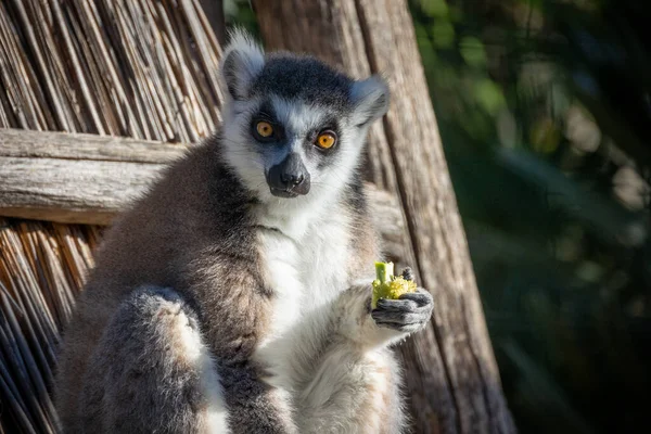 Makis Cattas Lemuri Mangiare Primo Piano — Foto Stock