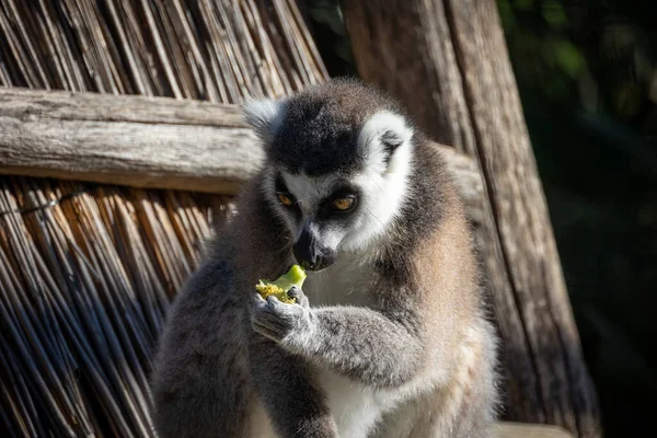 Makis Cattas Lémures Comiendo Cerca —  Fotos de Stock