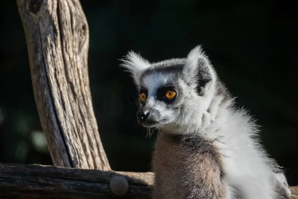 Makis Cattas Lemury Zbliżenie — Zdjęcie stockowe