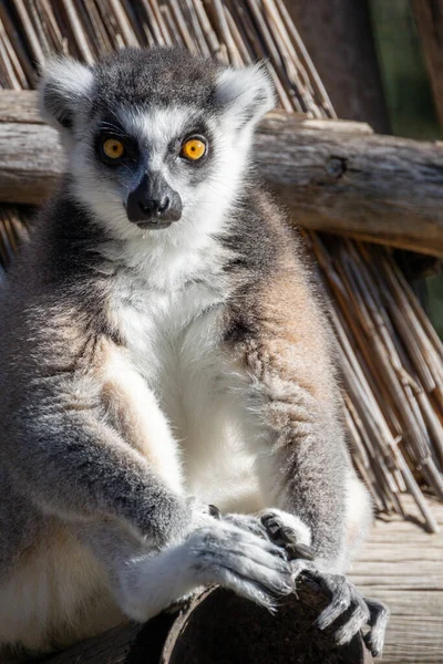 Makis Cattas Lemurer Närbild — Stockfoto