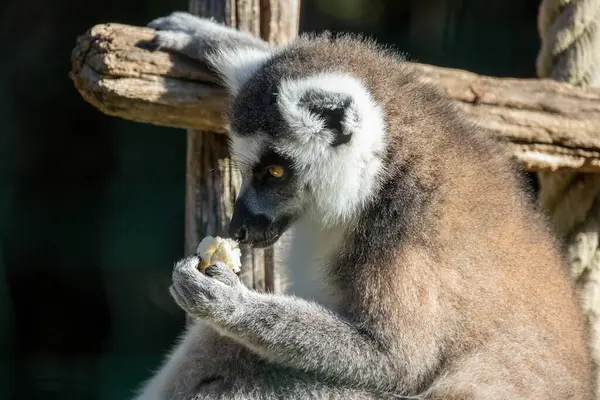 Makis Kattor Lemurer Äta Närbild — Stockfoto