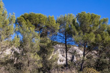Provence 'deki garigue manzarası
