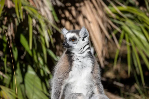 Makis Kattor Lemurer Äta Närbild — Stockfoto