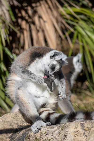 Makis Cattas Lemurs Jíst Zblízka Royalty Free Stock Obrázky