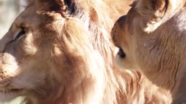 Moment Tendre Entre Lion Une Lionne — Video