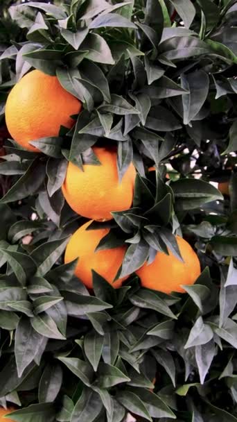 オレンジの木の上に熟したオレンジが — ストック動画