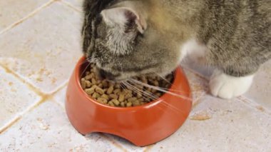 Kedi mamayı kasesinde yiyor.