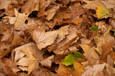 sonbahar yaprak yığını