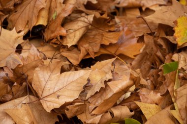 sonbahar yaprak yığını