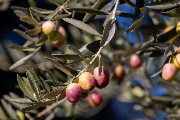 olive branches full of olives close up