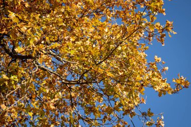 Sonbahar renklerinde ağaç kapat