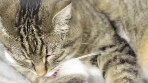 Tabby Cat Lying Grooming Itself — Stock video