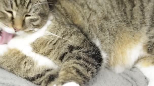 Tabby Γάτα Ξαπλωμένη Καλλωπισμού Ίδια — Αρχείο Βίντεο