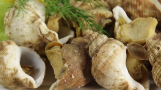 Plate Whelks Close — Stock Video