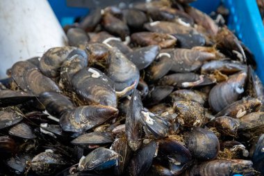 Bir markette, yakın plan midye yığını