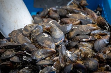 Bir markette, yakın plan midye yığını